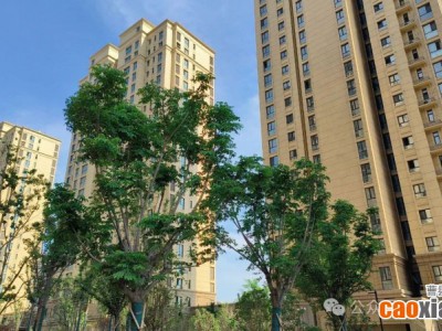 萬達(dá)旁！現(xiàn)房、準(zhǔn)現(xiàn)房，曹縣這個盤，錯過難再有！